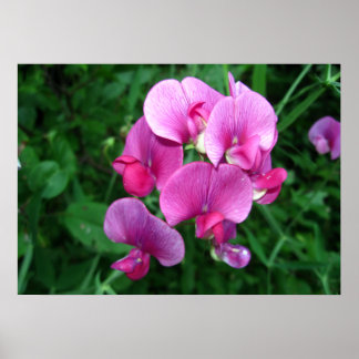Pink Orchids Poster