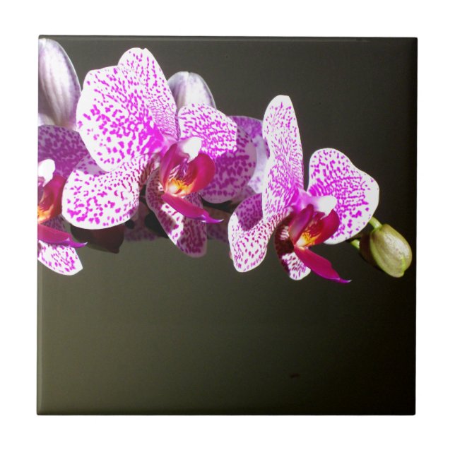 Pink Orchids, romantic tropical floral Tile (Front)