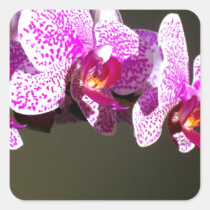Pink Orchids Square Sticker