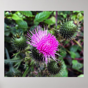 pink outburst poster