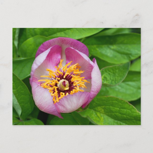 Pink Paeonia Flower Postcard (Front)