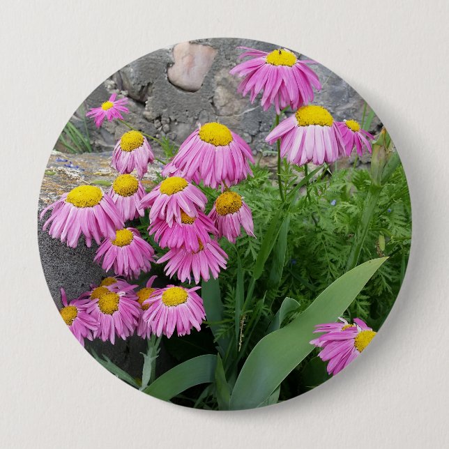 Pink Painted daisy Flowers Nature photography  4 Inch Round Button (Front)