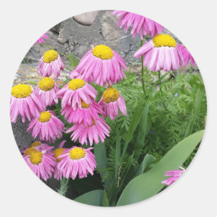Pink Painted daisy Flowers Nature photography  Classic Round Sticker