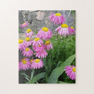 Pink Painted daisy Flowers Nature photography  Jigsaw Puzzle