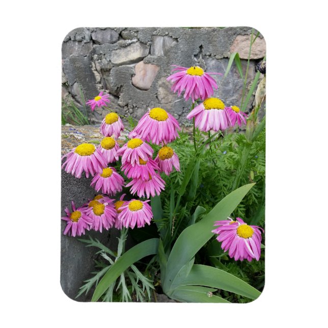Pink Painted daisy Flowers Nature photography  Magnet (Vertical)