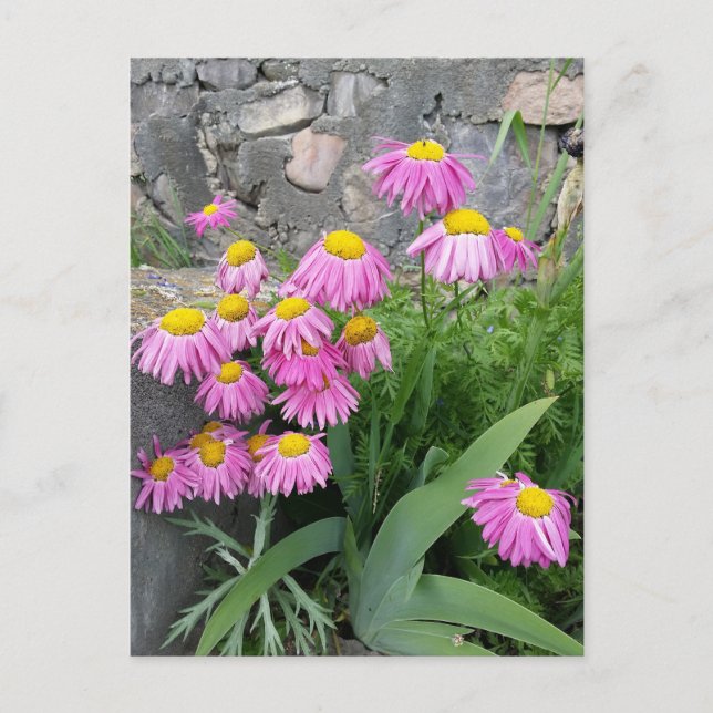 Pink Painted daisy Flowers Nature photography  Postcard (Front)