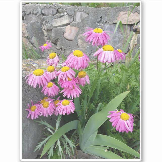 Pink Painted daisy wild Flowers Nature photo  (Front)