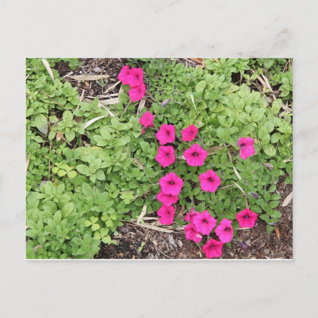 Pink Pansies Postcard (Front)