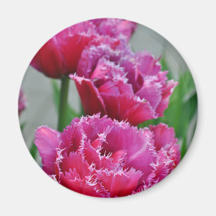 Pink parrot tulips magnet