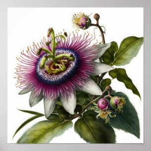 Pink Passion Flower Art Imprimer Poster