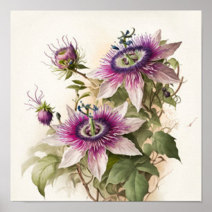Pink Passion Flower Art Print Poster