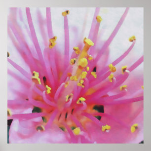 Pink Peach Pollen Macro Abstract Art Poster