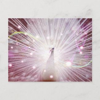 Pink Peacock Postcard
