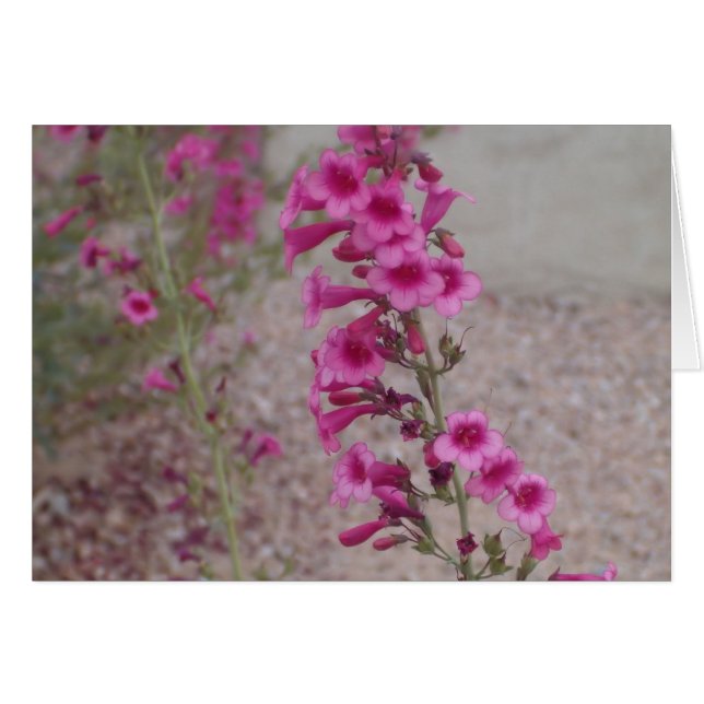 Pink Penstemons (Front Horizontal)