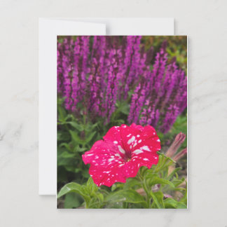 Pink Pentunia Postcard