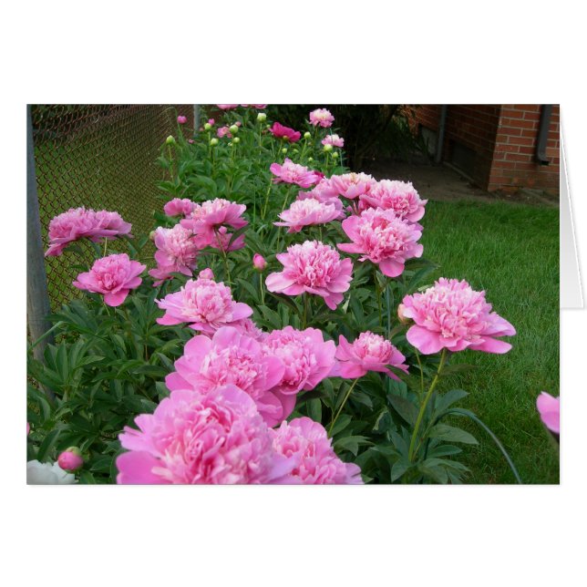 Pink Peonies (Front Horizontal)