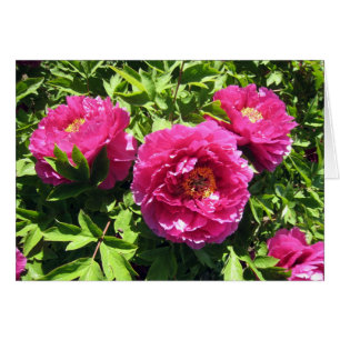pink peonies