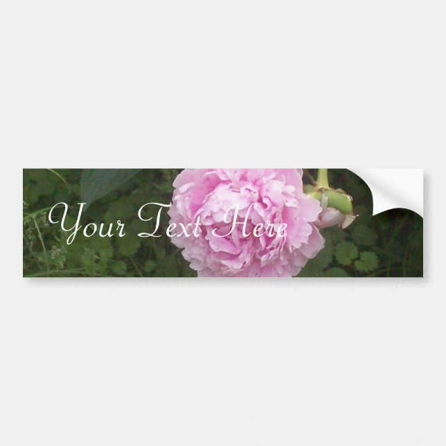 Pink Peonies Bumper Sticker (Front)