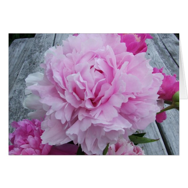 Pink Peonies / Peony (Front Horizontal)