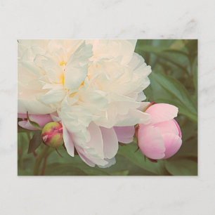 Pink Peonies Peony Flower Postcard