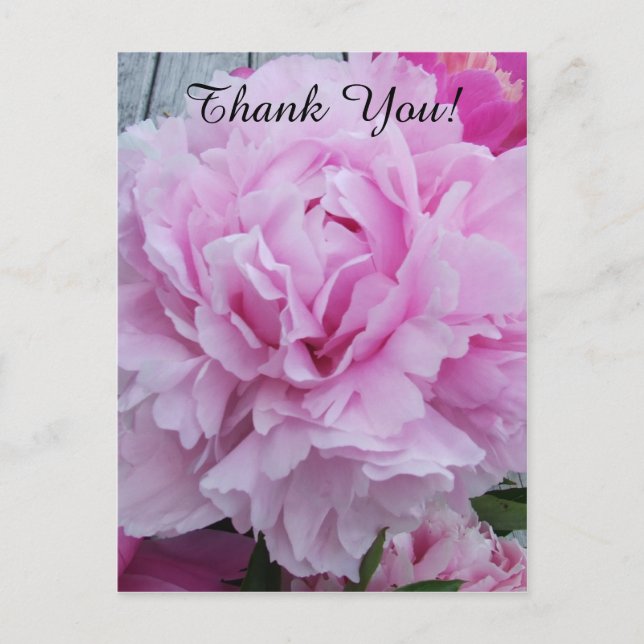Pink Peonies Peony Thank You Postcard (Front)