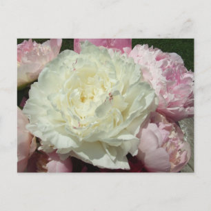 Pink Peonies / Pink Peony Postcard