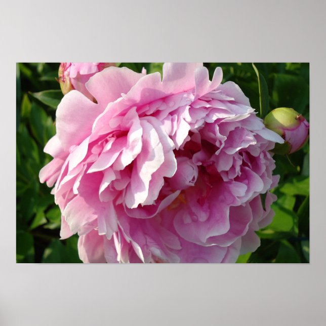 Pink Peonies Poster (Front)