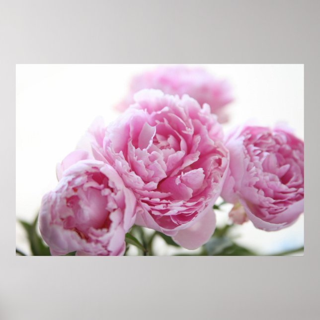 pink peonies poster (Front)
