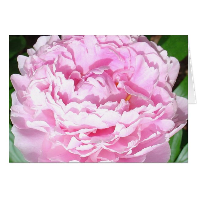 Pink Peony (Front Horizontal)