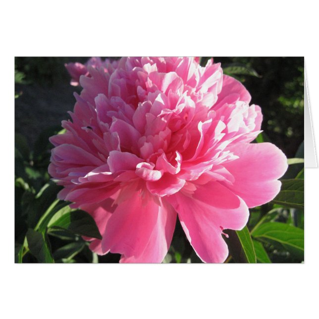 Pink Peony (Front Horizontal)