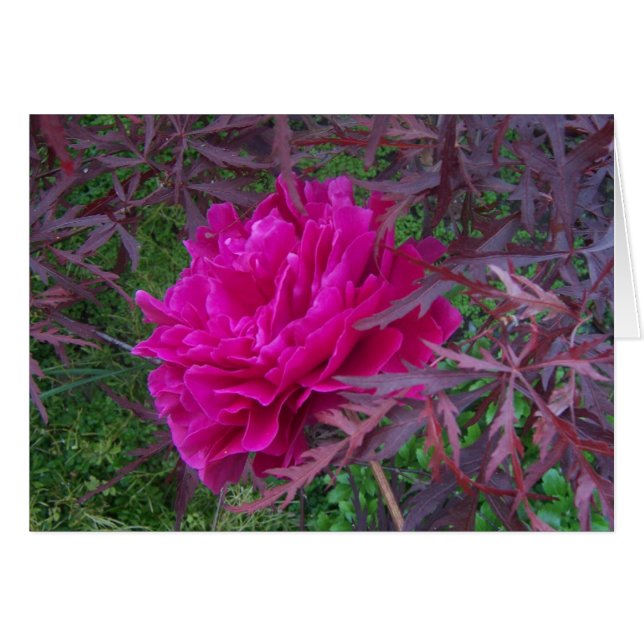 Pink peony (Front Horizontal)