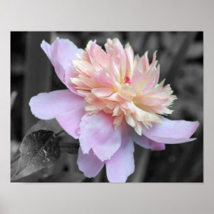 Pink Peony Black And White Flower Poster Print
