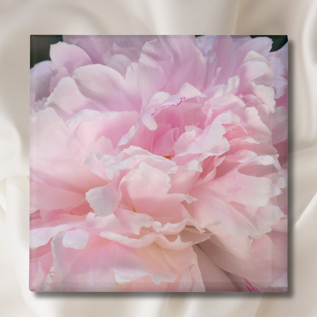 Pink Peony Blossom Magnet (Creator Uploaded)