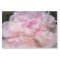 Pink Peony Blossom