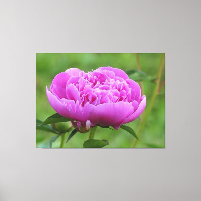 Pink Peony Canvas Print (Front)
