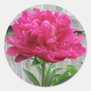 Pink Peony Classic Round Sticker