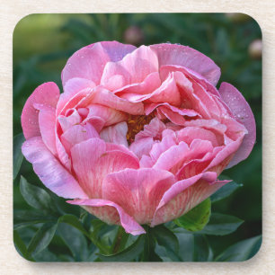 Pink Peony Coaster
