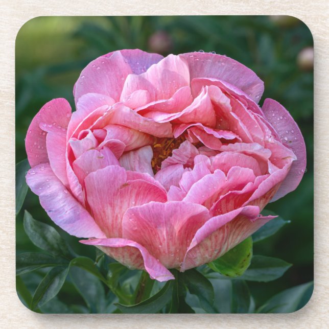 Pink Peony Coaster (Front)
