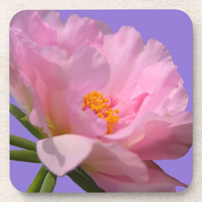 Pink Peony Coasters (Front)