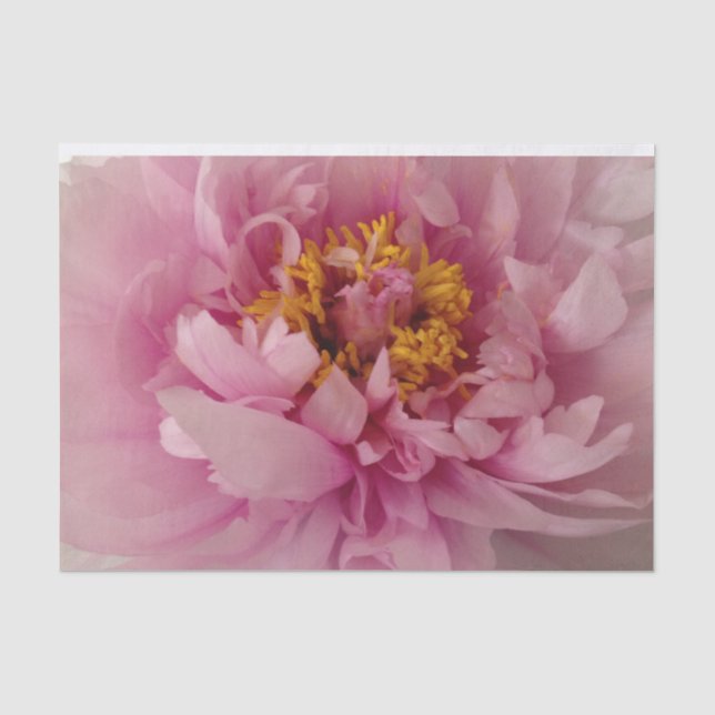 Pink Peony Flower Blossom Photo Decoupage  Tissue Paper (Front)