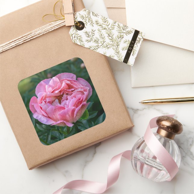 Pink Peony Flower, Canadian Photography Square Sticker (Gifting)