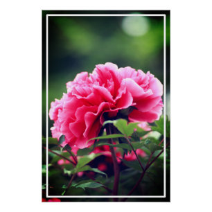Pink Peony Flower in the Garden-33333 Poster