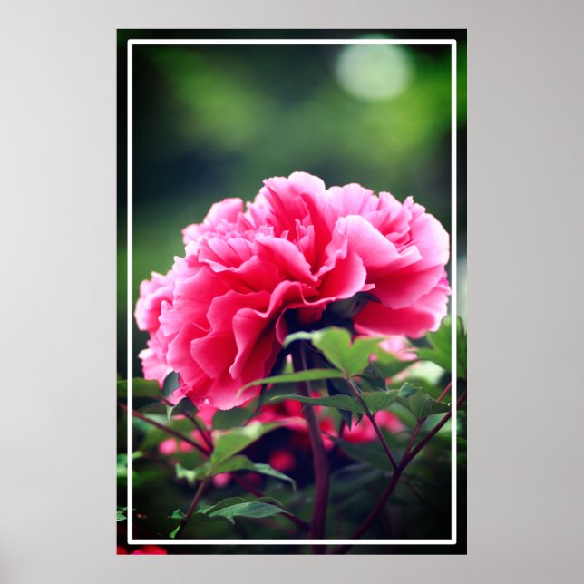 Pink Peony Flower in the Garden-33333 Poster (Front)