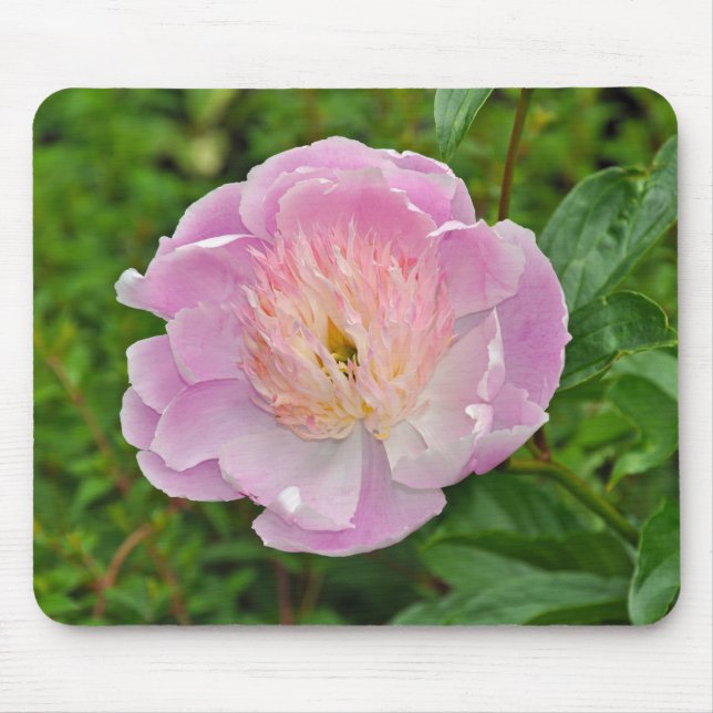 Pink peony flower mouse pad (Front)