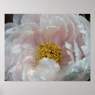 Pink Peony Flower Petals Centre Close Up Poster