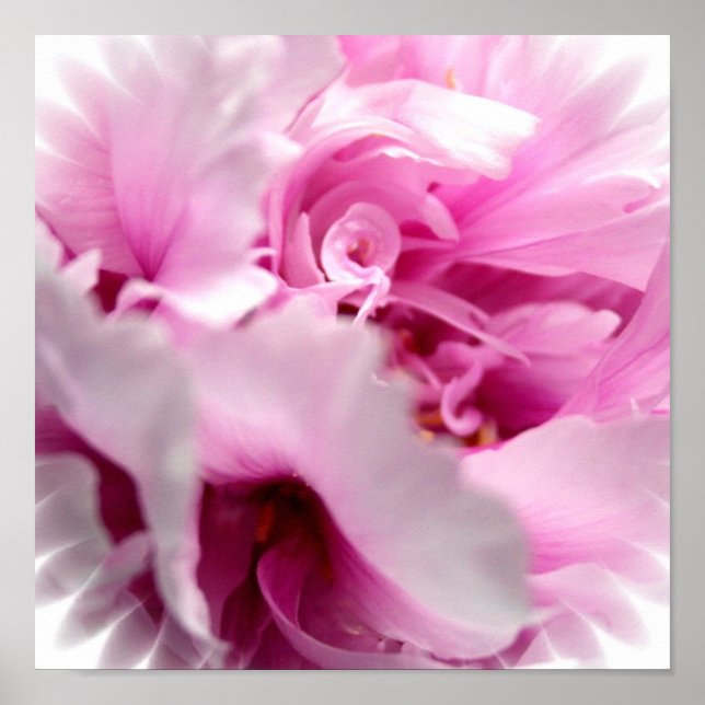 Pink Peony Flower Print (Front)