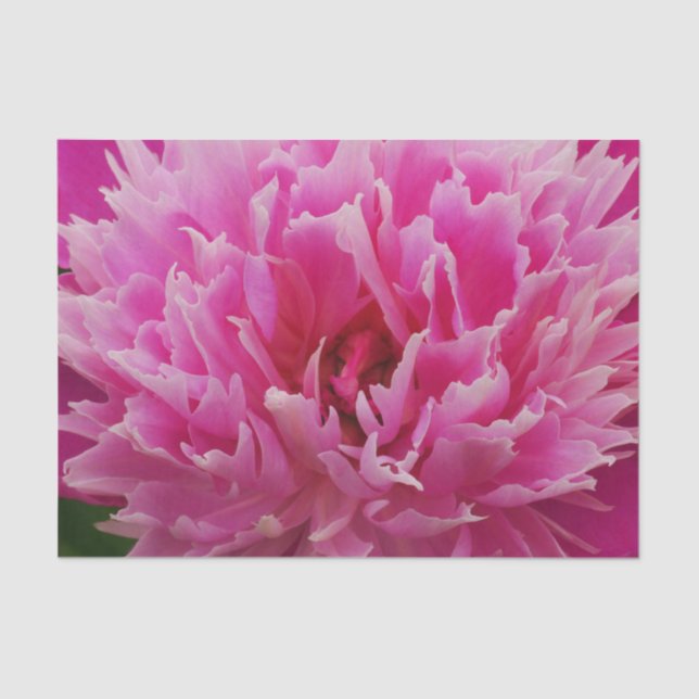 Pink Peony Flower Tissue Paper (Front)