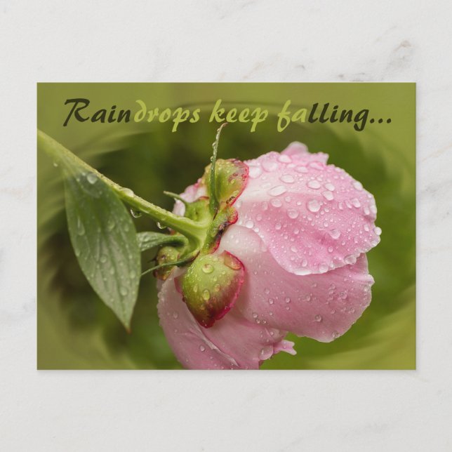 Pink peony flower with glittering raindrops CC0506 Postcard (Front)