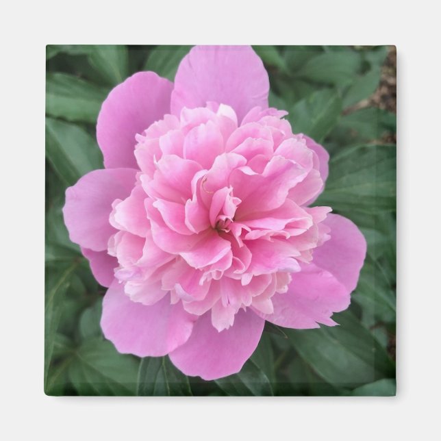 Pink Peony Magnet (Front)