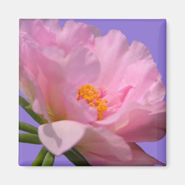 Pink Peony Magnet (Front)